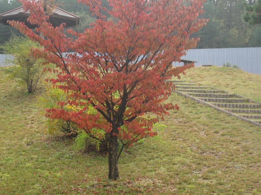 Modern Kutani Innovations