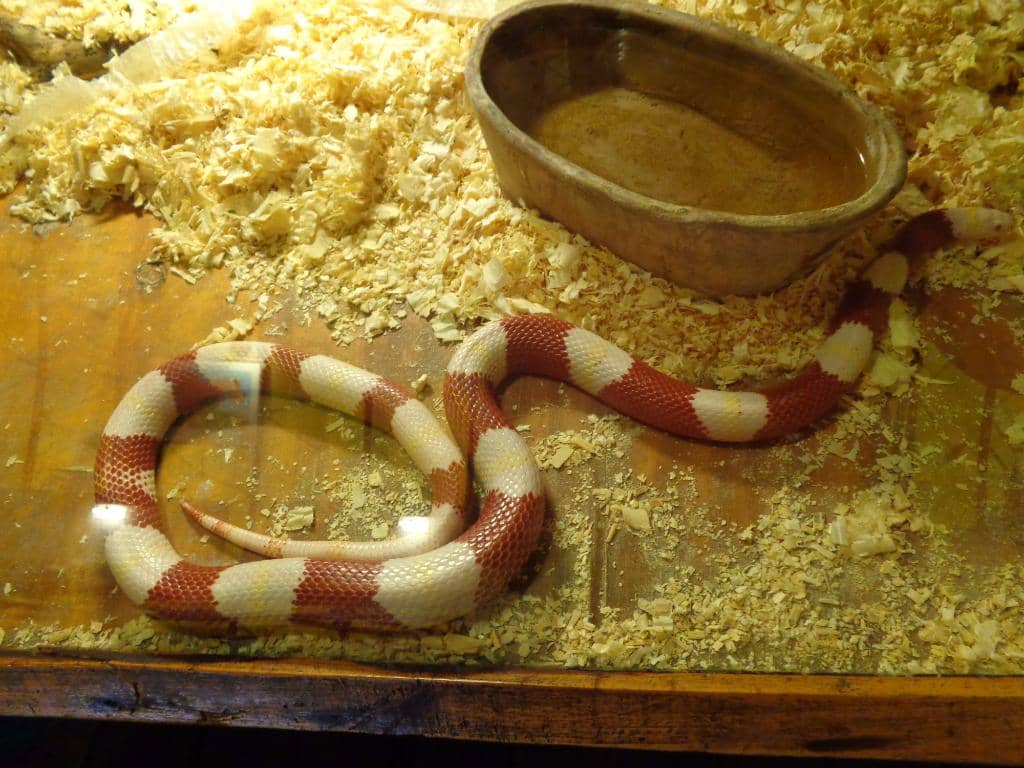 Impressive Serpent Collection