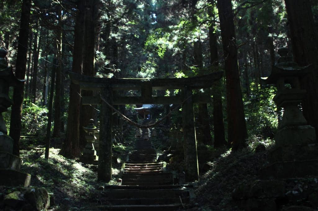 The Ethereal Forest Atmosphere