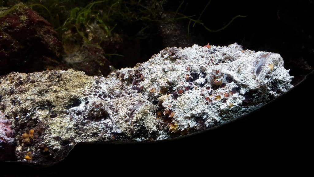 Tropical Fish Displays