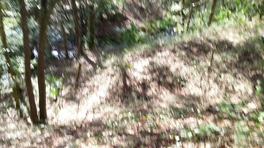 Wildlife Viewing