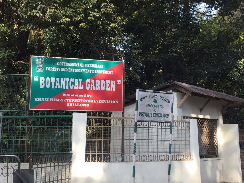 Vibrant Cherry Blossoms