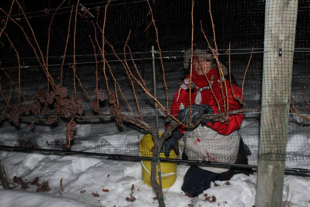 Organic Apple & Cherry Juices