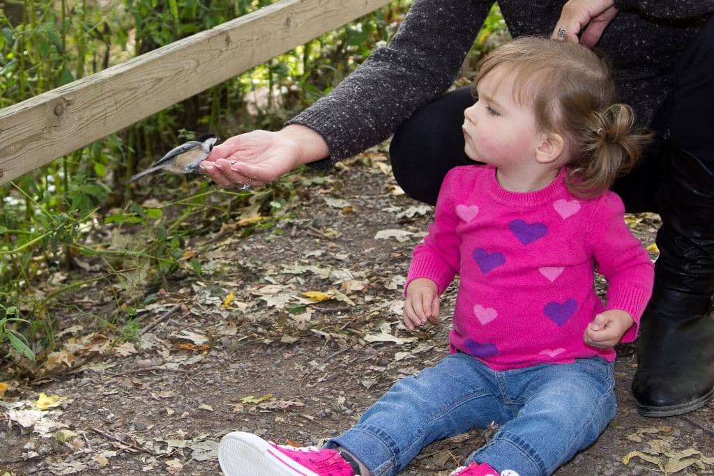 The Great Pumpkin Trail