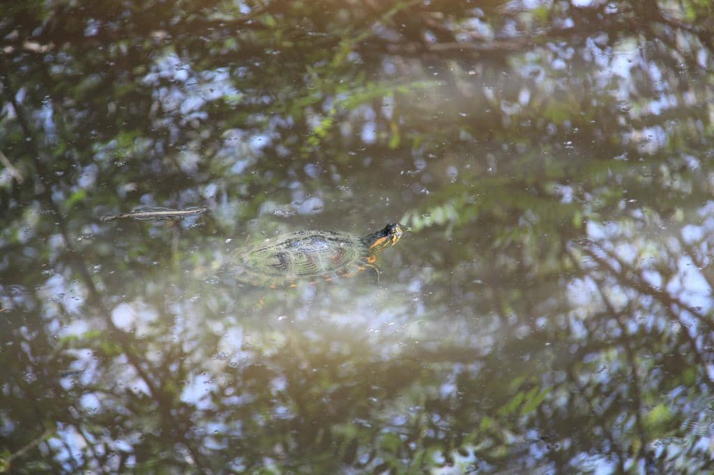 Self-Guided Nature Walks