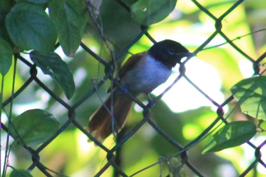 Seychelles Paradise Flycatcher