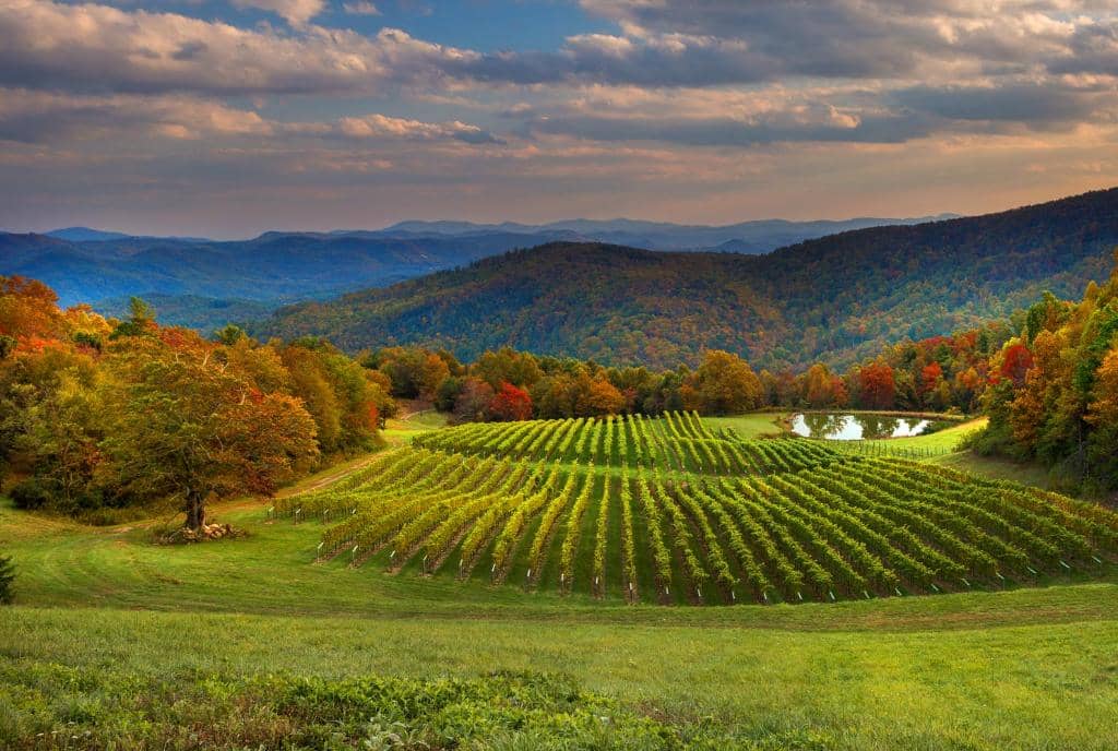 Wine Tasting Experience