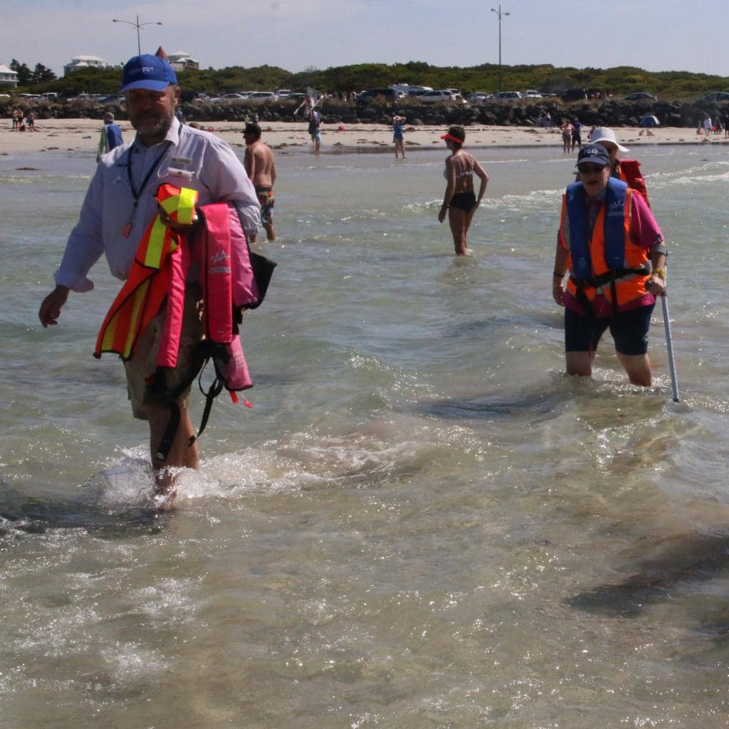 Little Penguin Colony