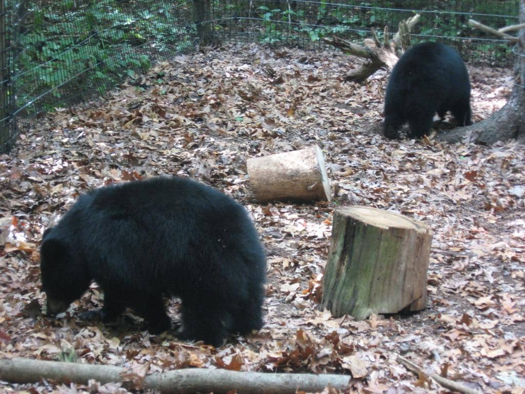 Expansive Animal Exhibits