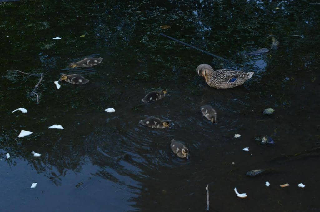 Lakefront Trail Stroll