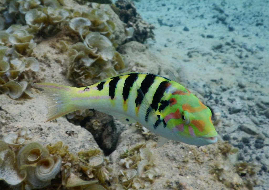 Coral Gardens