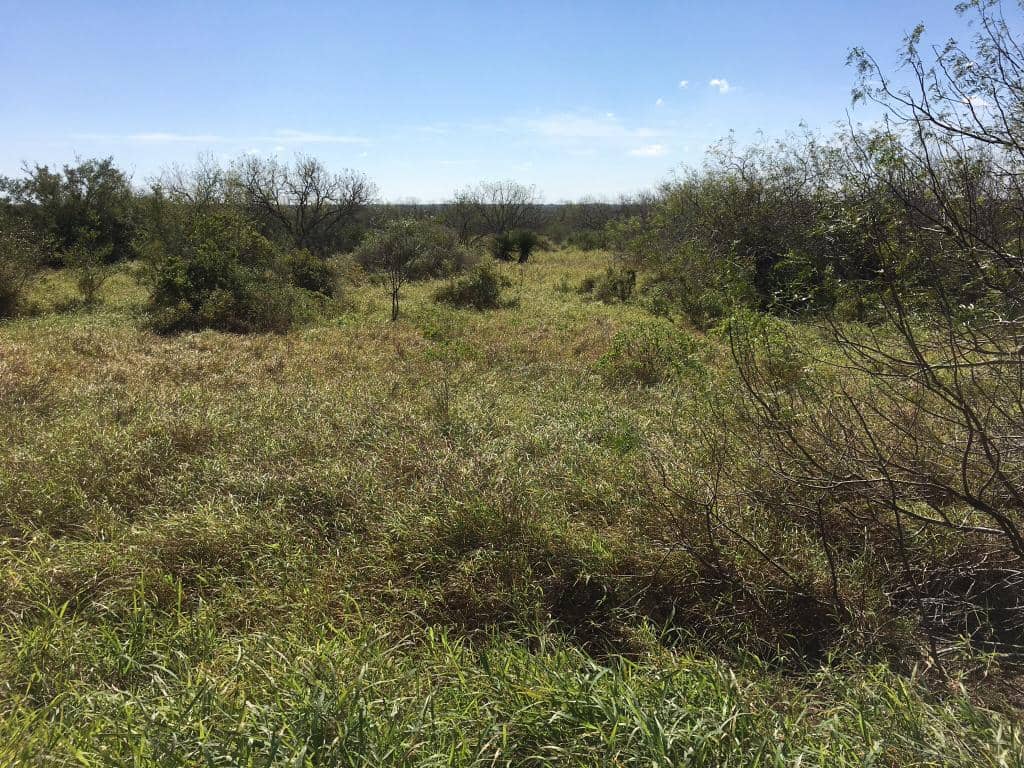 Scenic South Texas Drive