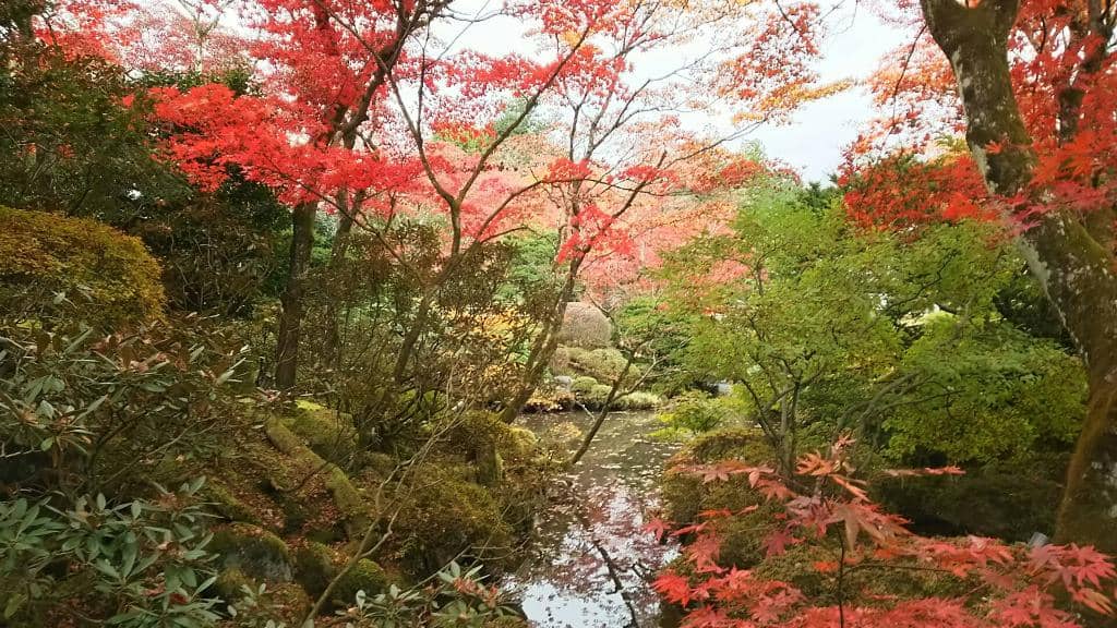 Tranquil Pond and Rock Garden