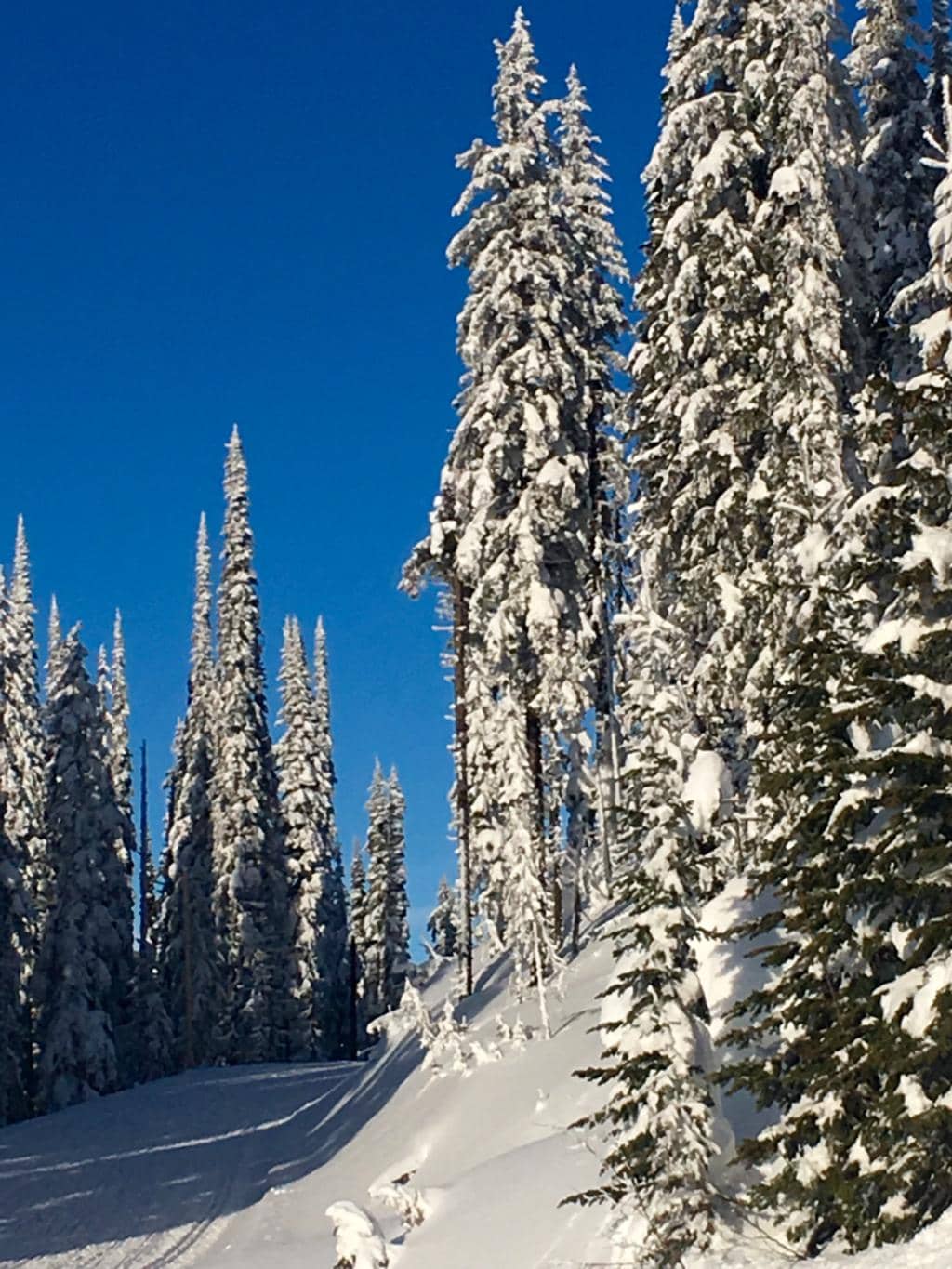 Scenic Snowshoeing Adventures