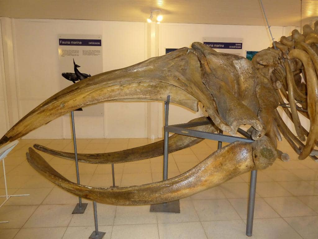 Observation Tower Views