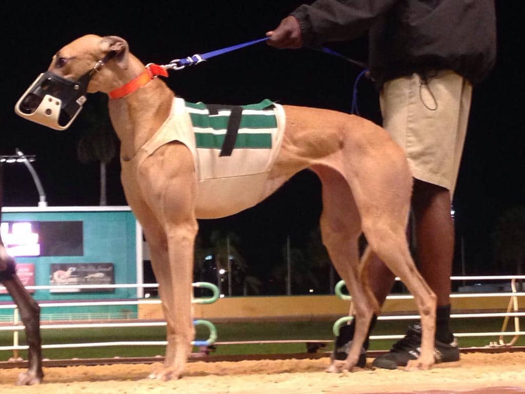 Greyhound Track Races