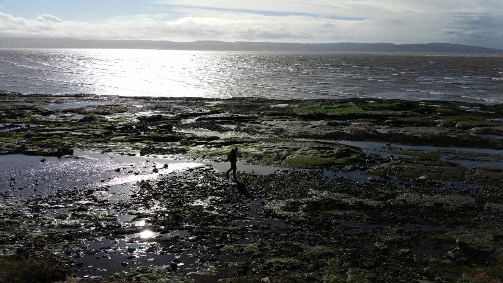 Seal Spotting