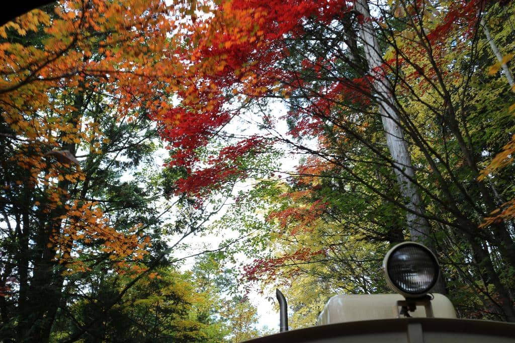 Forest Bathing Trails