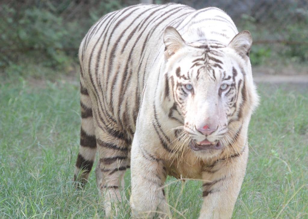 Lush Allen Forest Setting