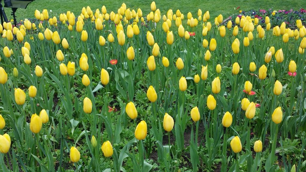 Queen Wilhelmina Tulip Garden