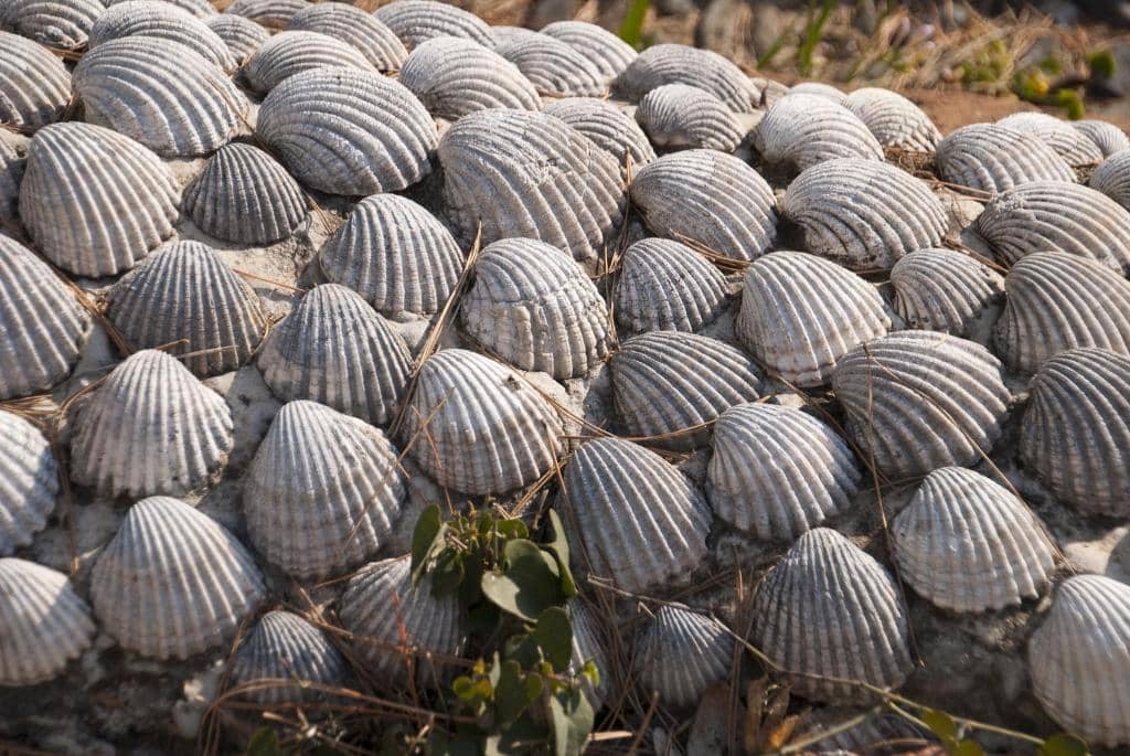 Special Events & Lights