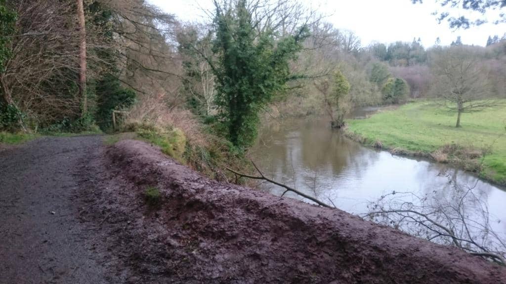 Riverside Long Grass