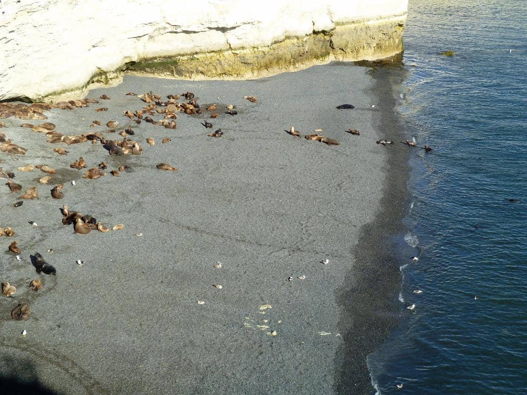 Sea Lion Colony