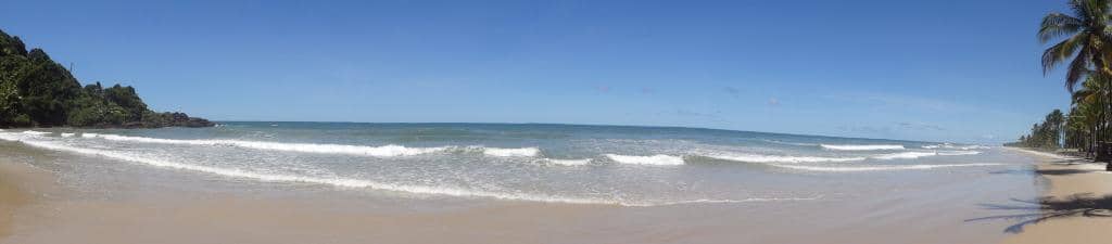 Palm Tree Lined Shores
