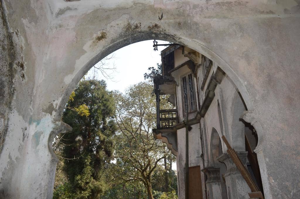 Camphor Trees Planted by Tagore