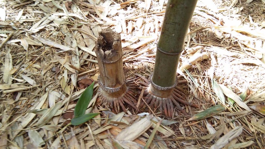 Monastery Architecture
