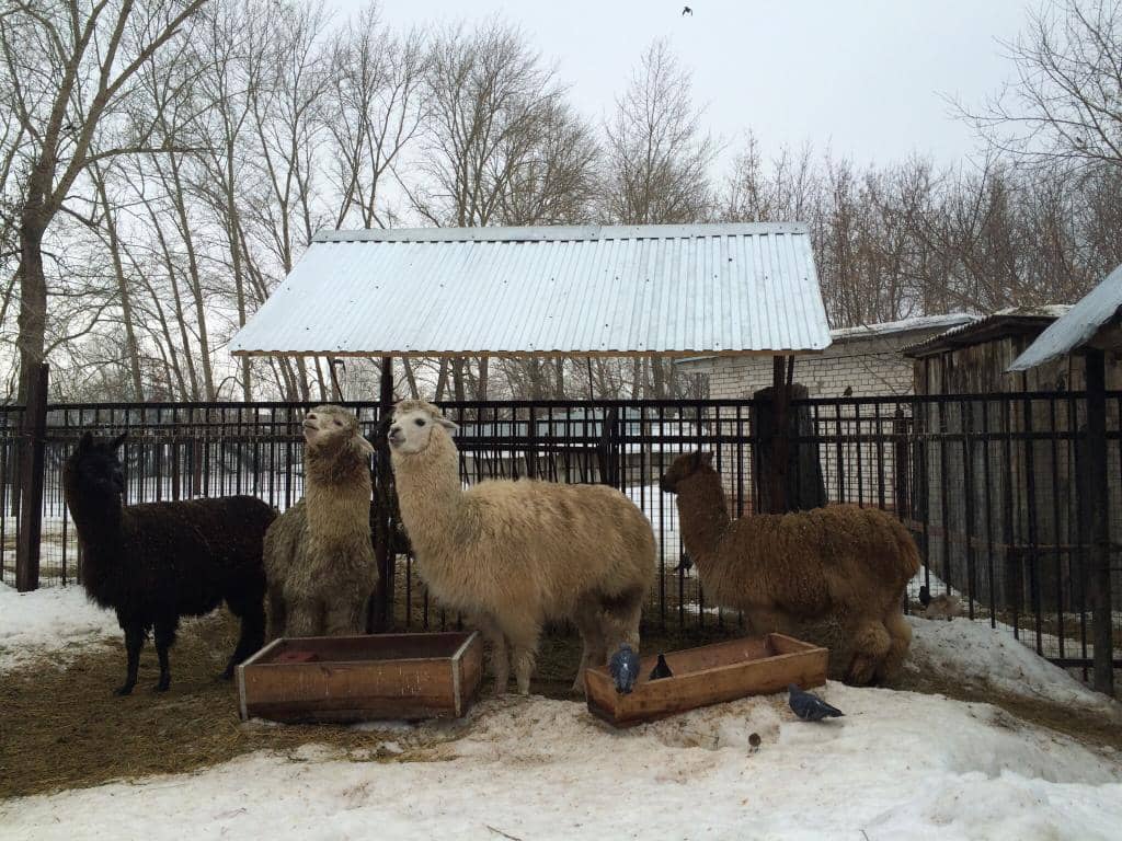 Winter Animal Encounters