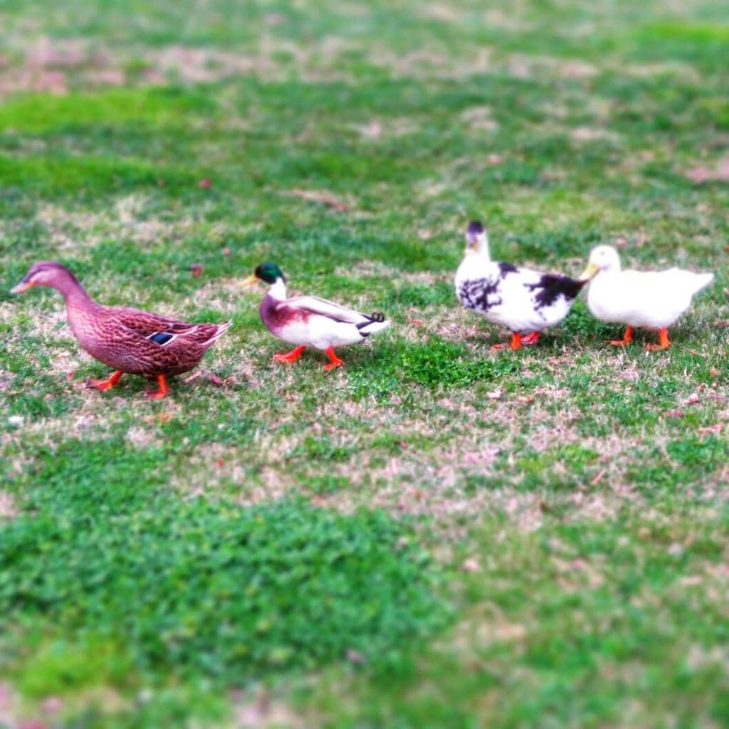 Baroque Architecture