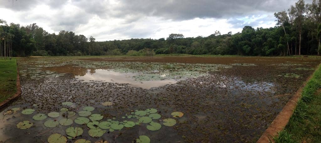 Lake with Caimans