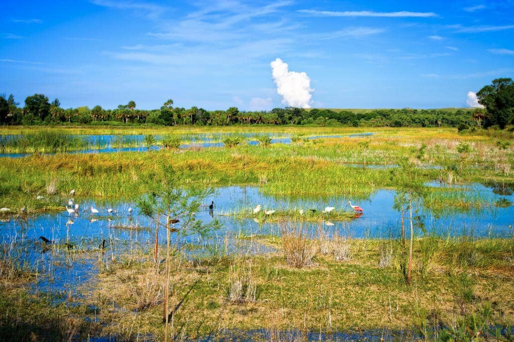 Mangrove Islands