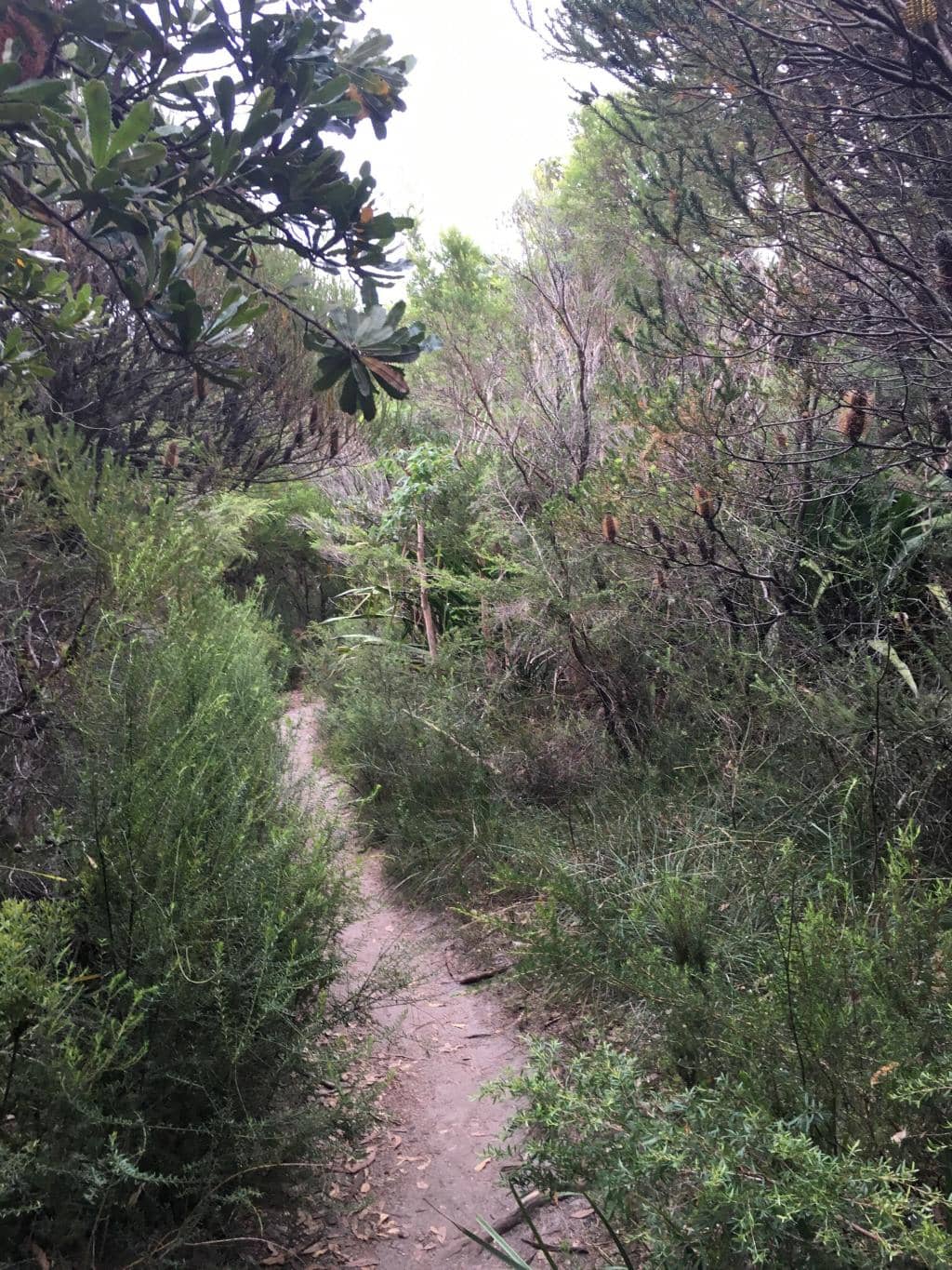 Paraglider Spectacle