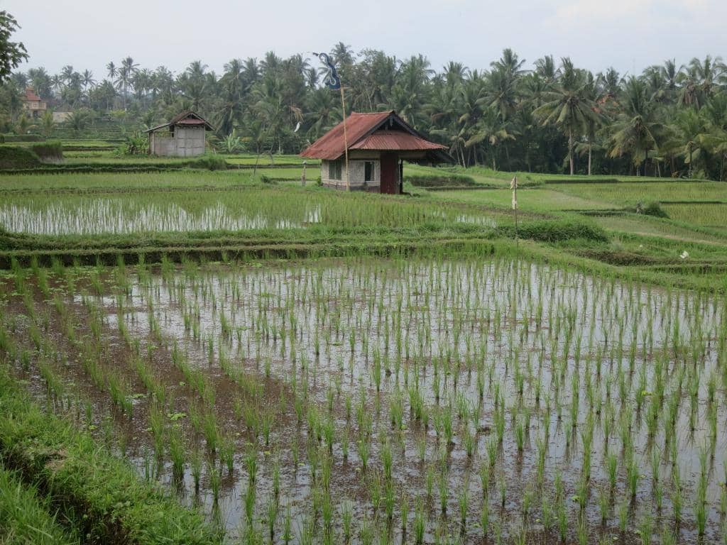 Subak Irrigation System