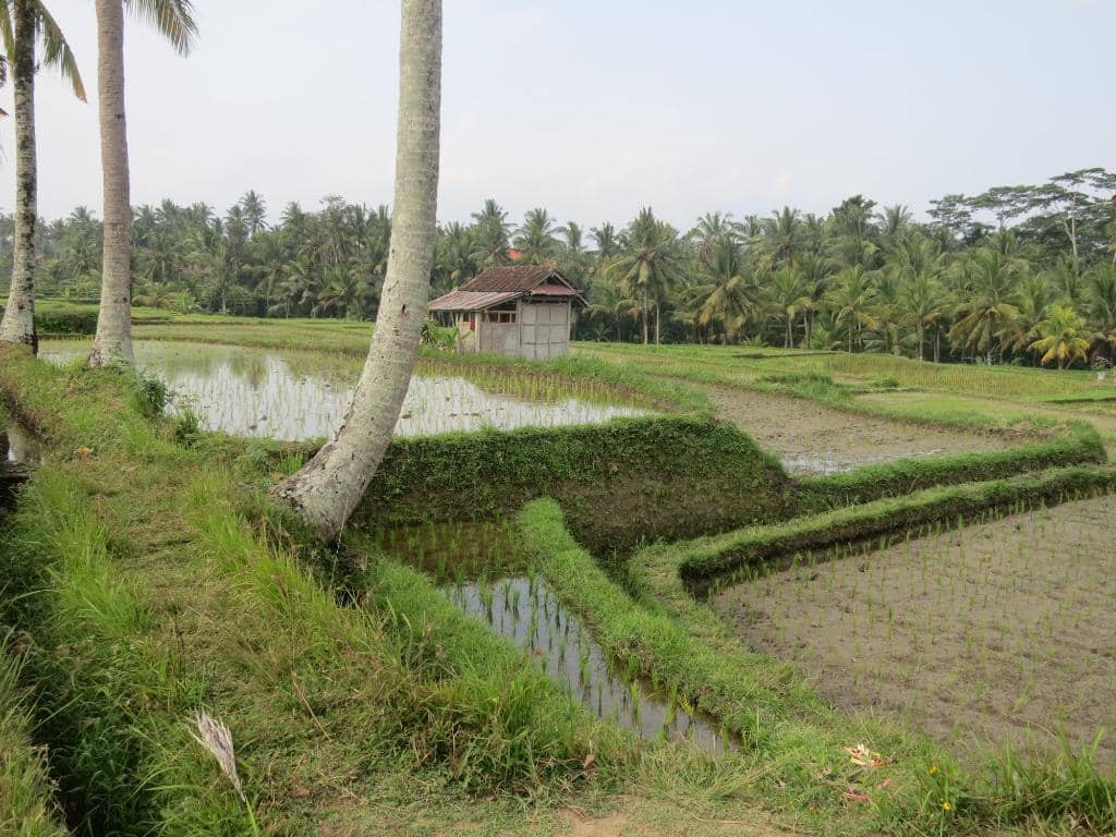 Lush Rice Terraces