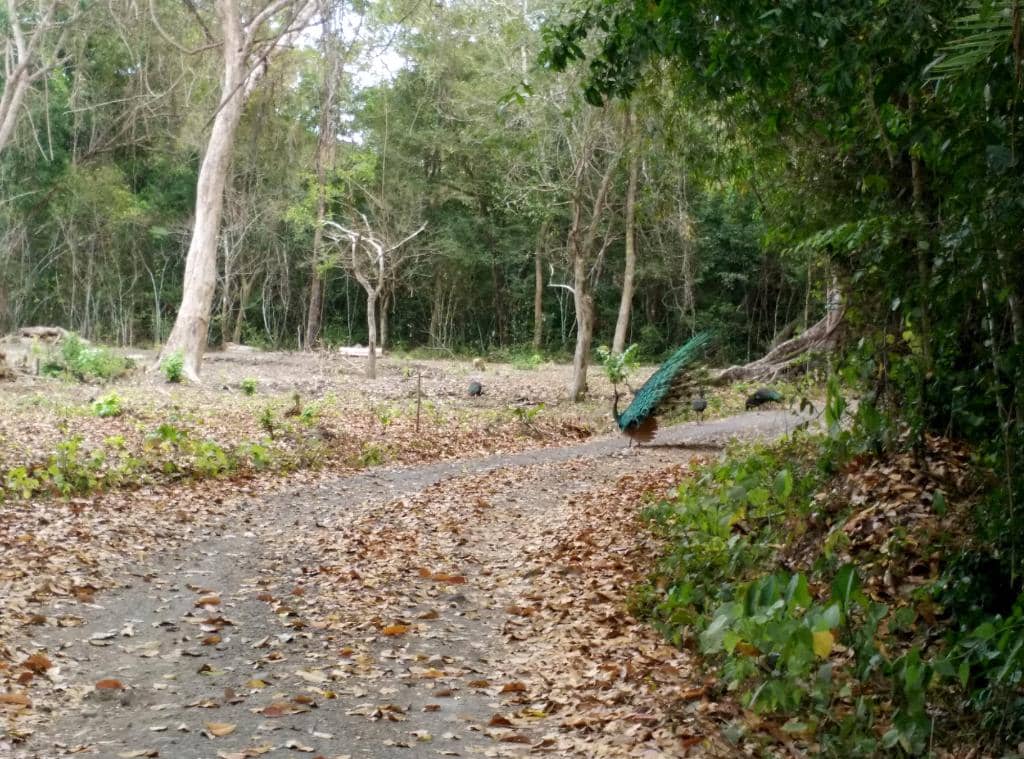 Wildlife Observation Tower