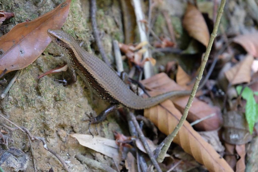 Cascading Waterfalls