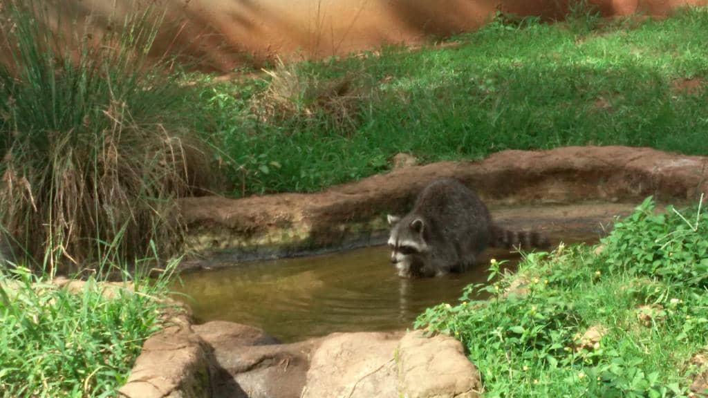 Free-Roaming Peacocks
