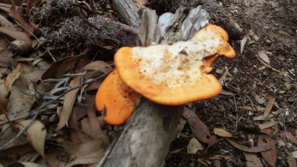 Labeled Shrubs and Trees