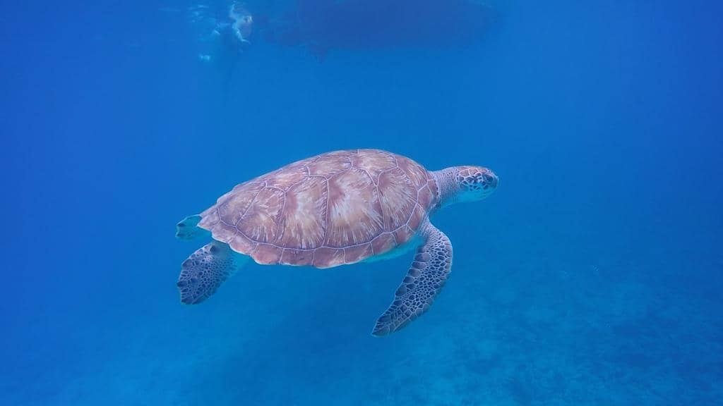 Vibrant Marine Life