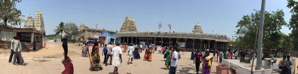 The Ancient Mango Tree