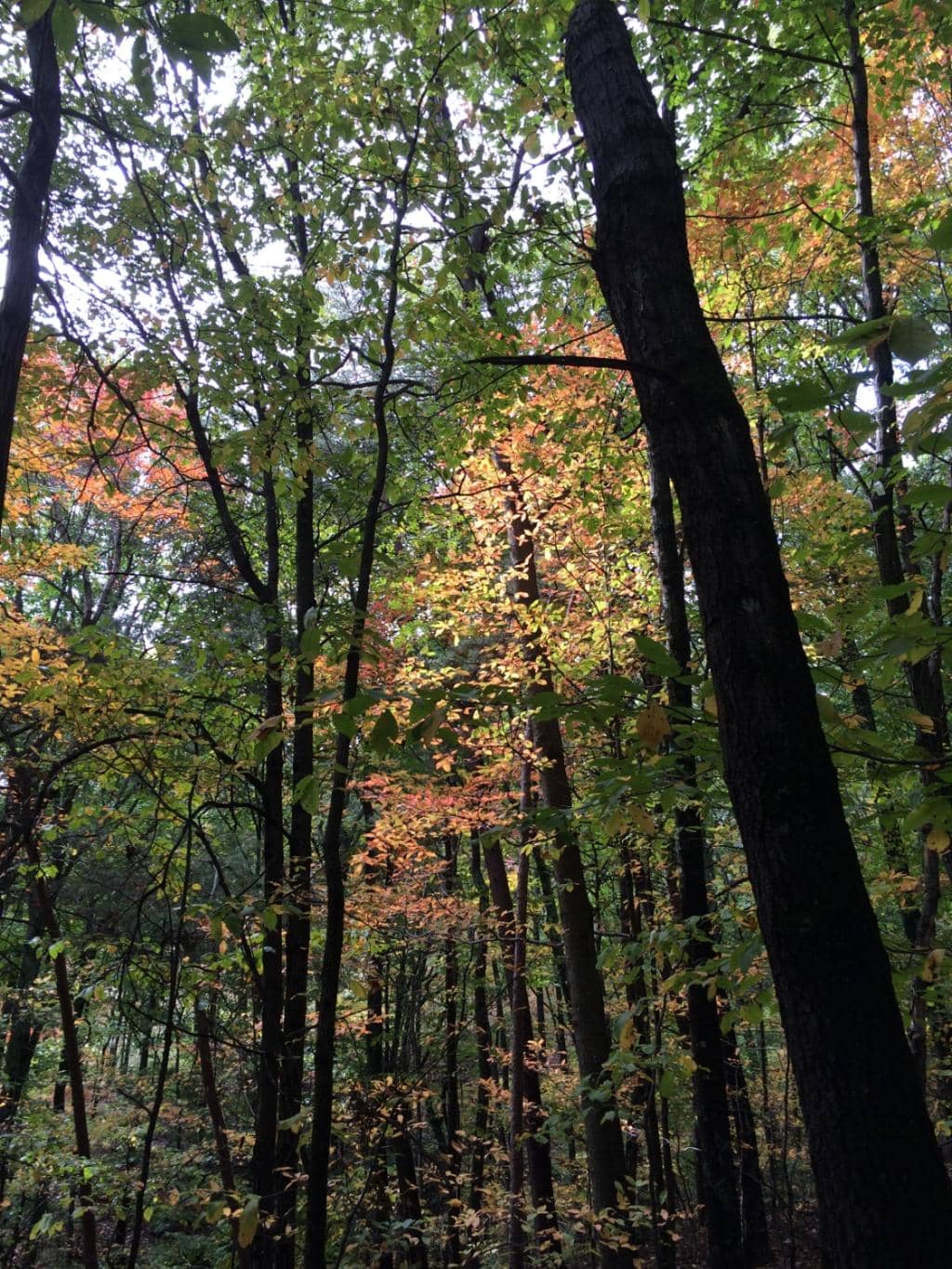 Niagara Hydroelectric Dam