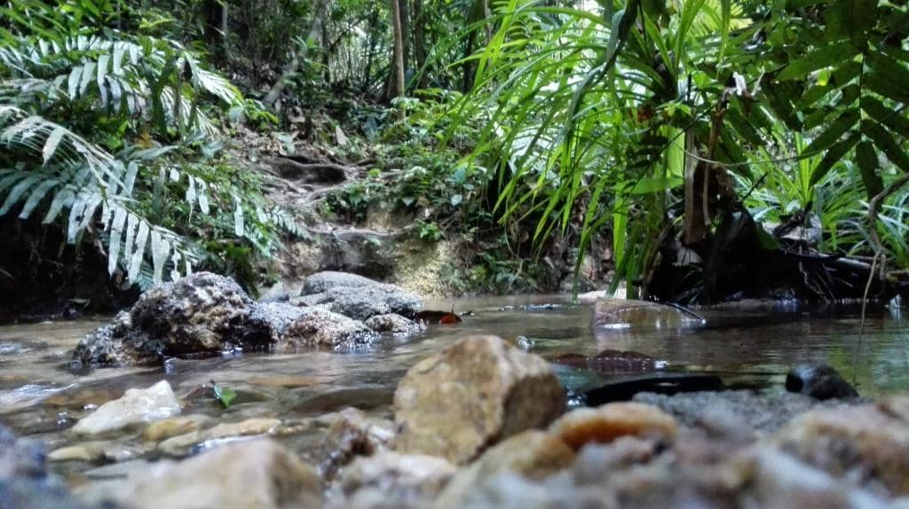 Lush Forest Trails