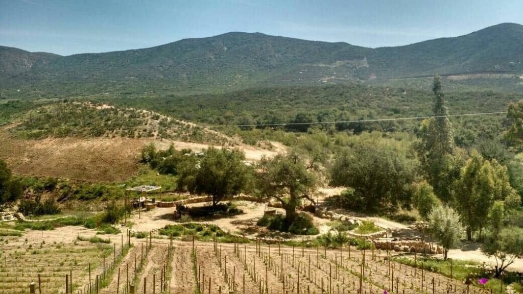 Wine Tasting Experience