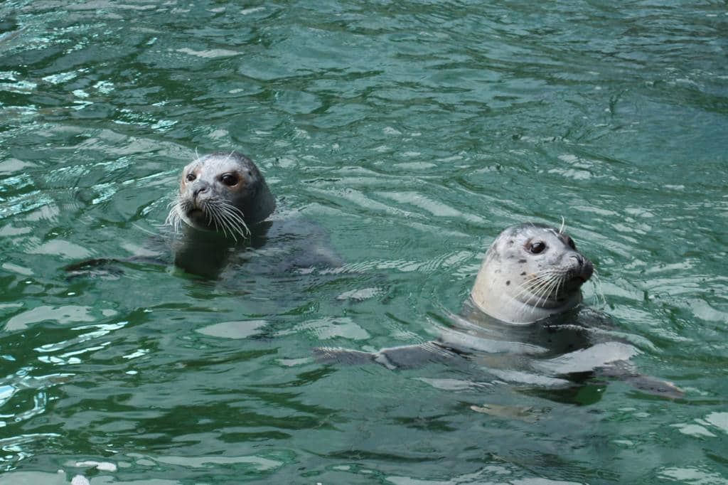 Interactive Animal Feedings