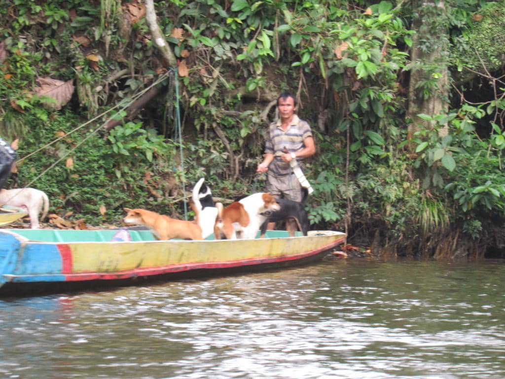 Monophyllaea Pendula