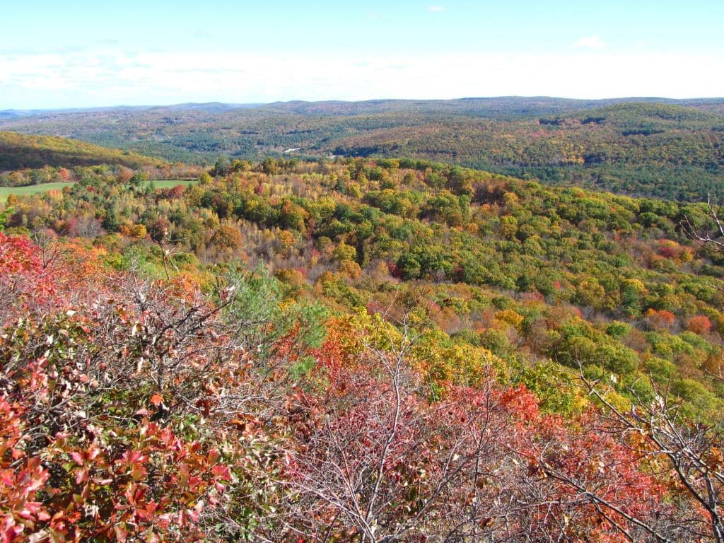 Wild Blueberry Patches
