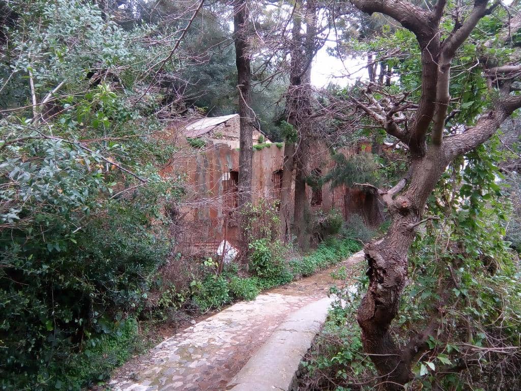 Barbary Macaques